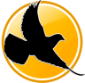 Pigeon Nature Camp